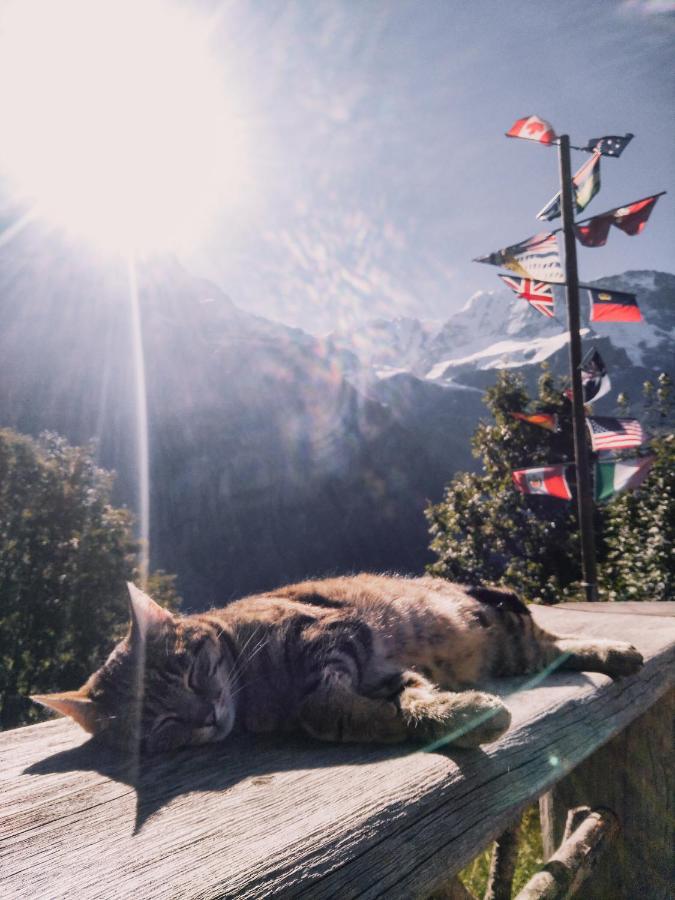 Mountain Hostel Gimmelwald Wengen Ngoại thất bức ảnh
